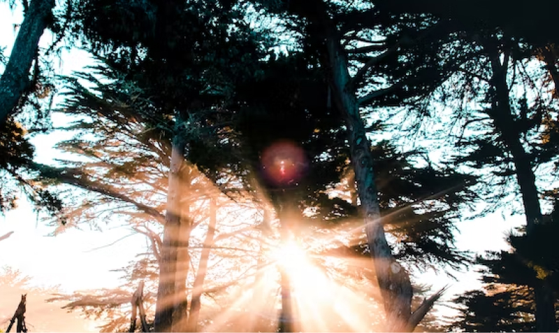 Image of sun shining through trees